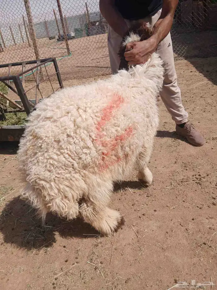 هرافي خرفان ورخال نعيمي بلدي شرط 1