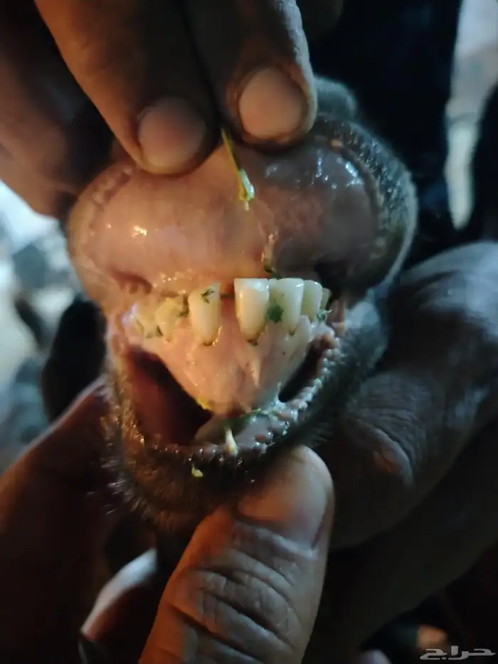 عنز مصريه شيخه والد 7