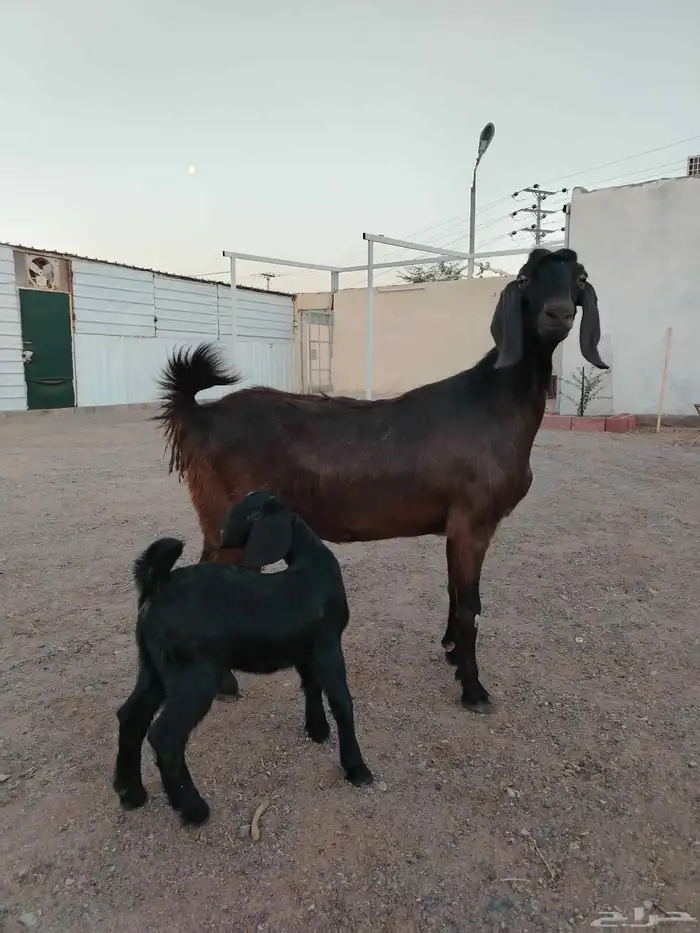 عنز مصريه شيخه والد 6