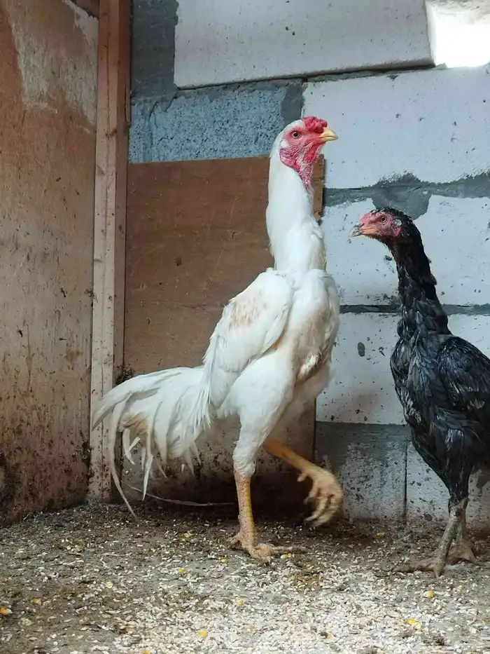 للبيع طيور ودجاج من الانتاج اساس خوارج 6