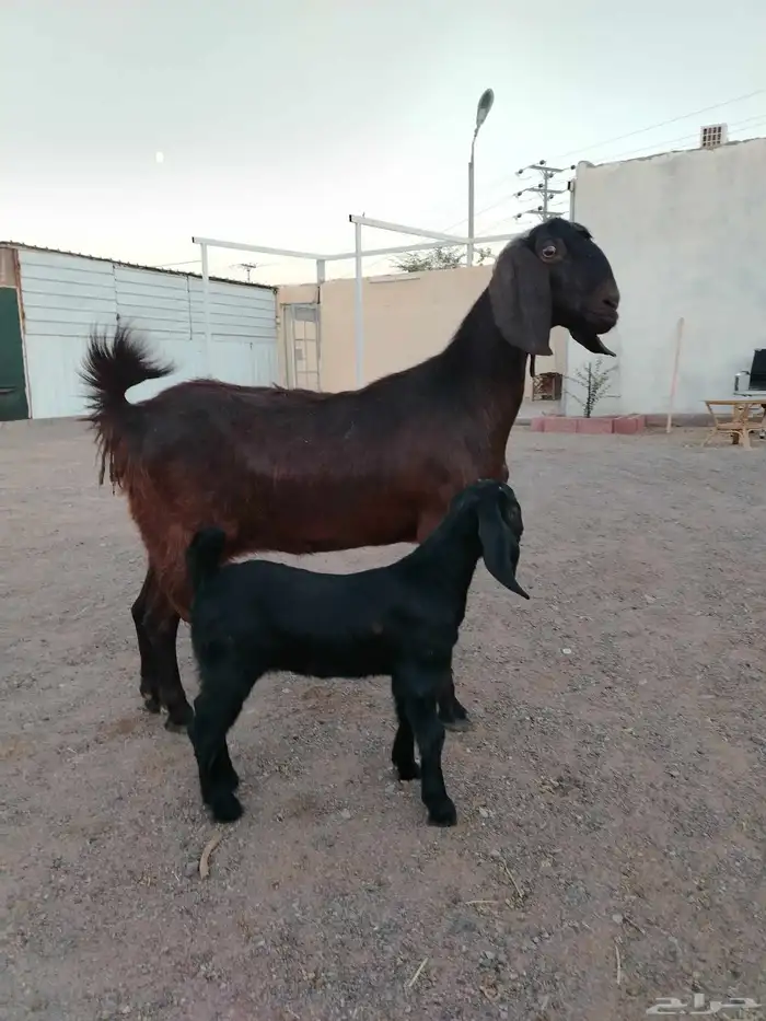 عنز مصريه شيخه والد 4