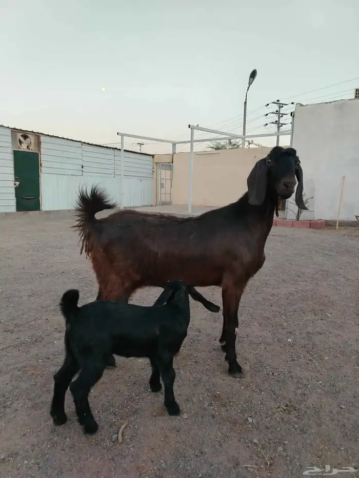 عنز مصريه شيخه والد 5