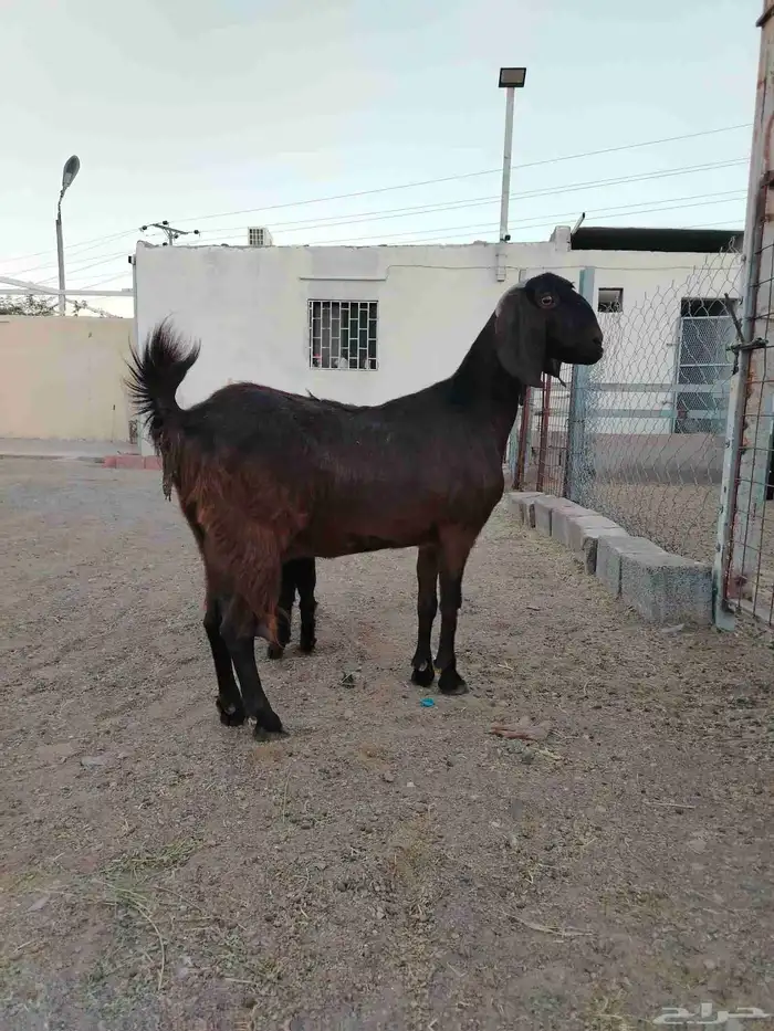 عنز مصريه شيخه والد 0