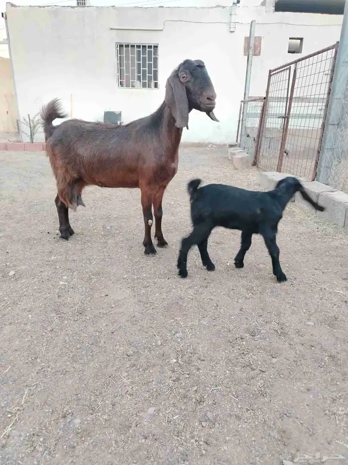 عنز مصريه شيخه والد 3