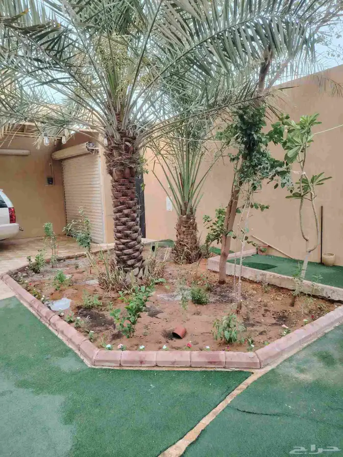 توريد وزراعة النخيل والاشجار والزهور والثيل الطبيعي 8