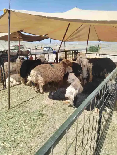 طليان نجد منها صنف وذبايح كلها ونعيمي 0