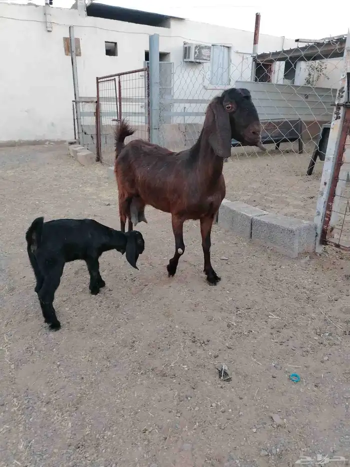 عنز مصريه شيخه والد 1