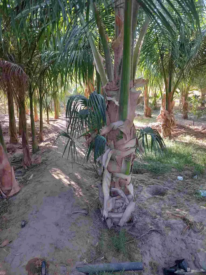 نخيل جوز الهند 8