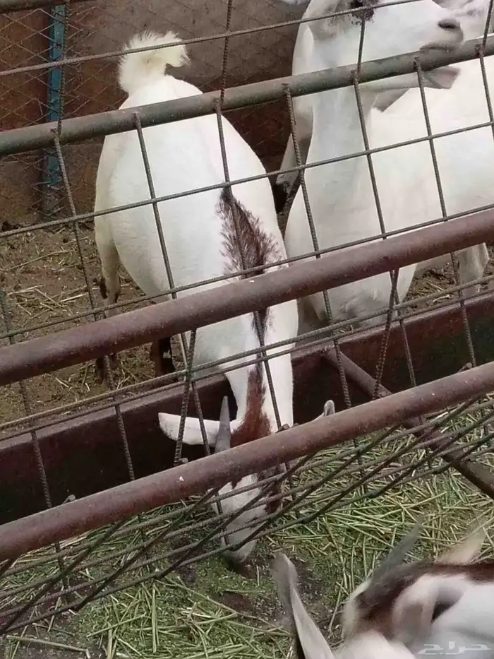 جفره جنوبيه محايلي 1