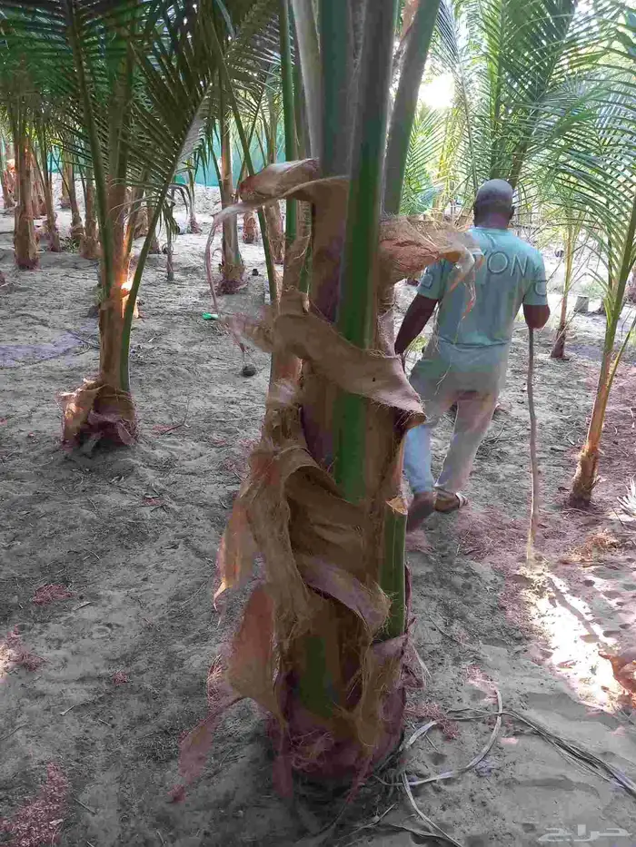 نخيل جوز الهند 2