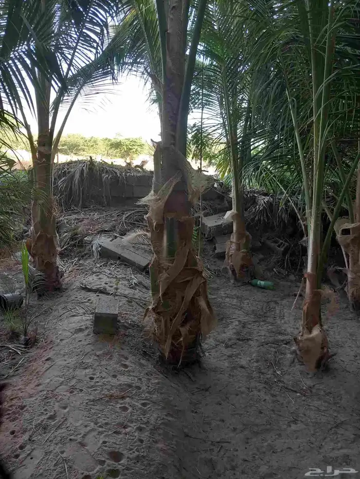 نخيل جوز الهند 5