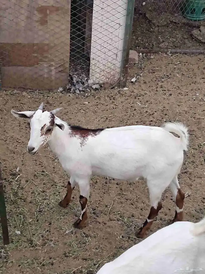 جفره جنوبيه محايلي 3