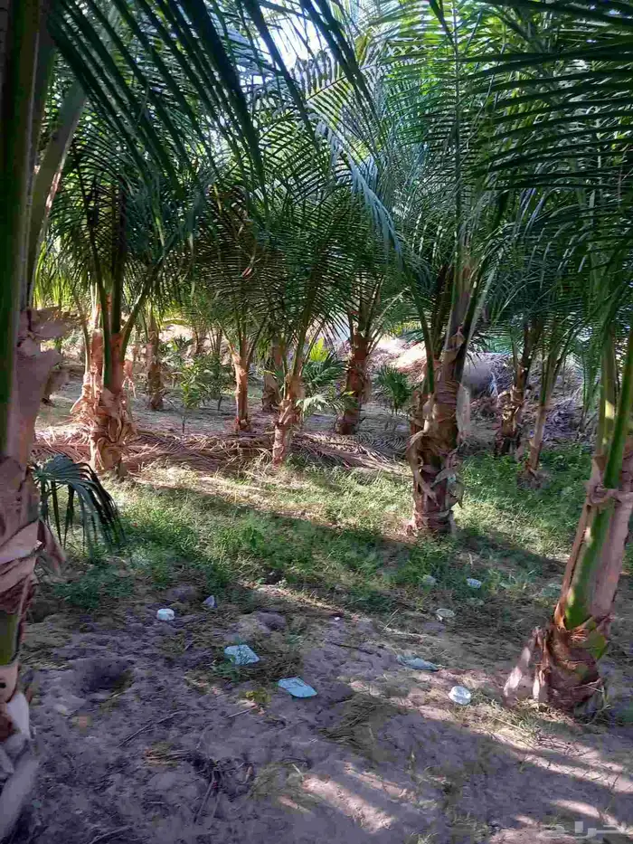 نخيل جوز الهند 9