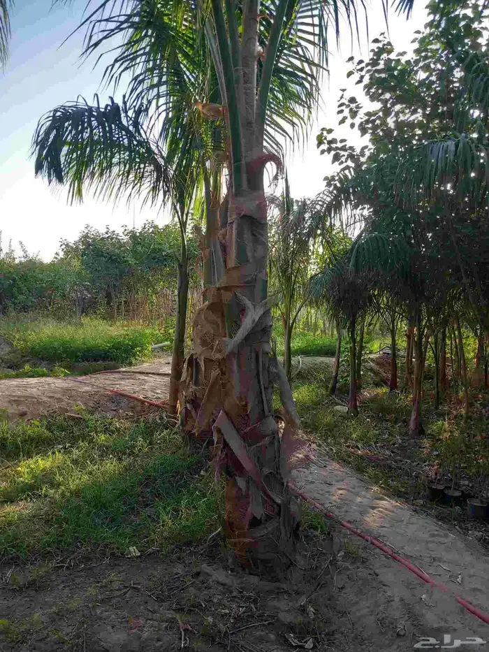 نخيل جوز الهند 1