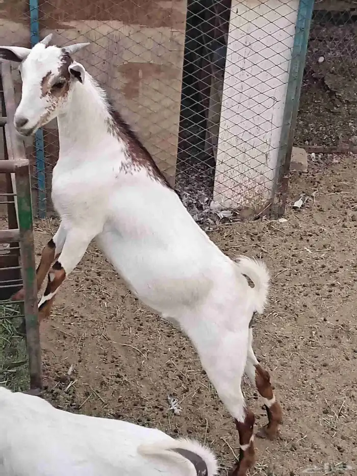 جفره جنوبيه محايلي 4