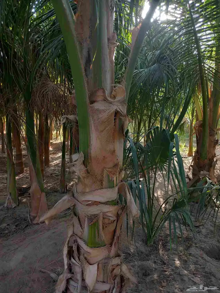 نخيل جوز الهند 7