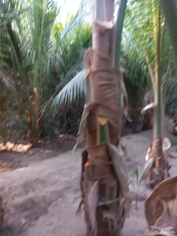 نخيل جوز الهند 3