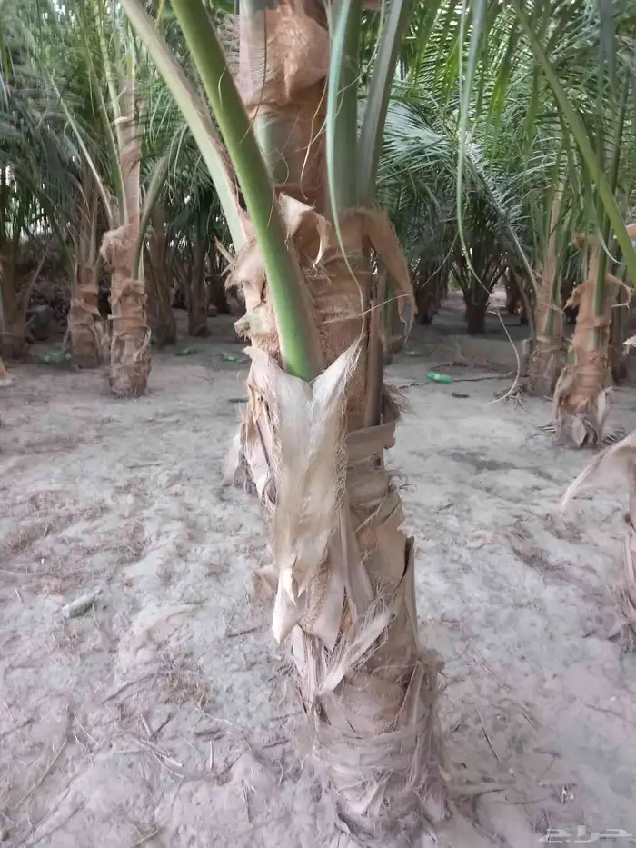 نخيل جوز الهند 6