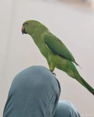 دره عمرها سنه 2