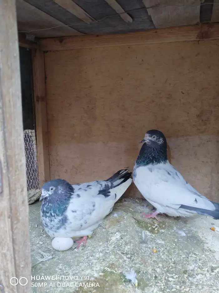 للبيع طيور ودجاج من الانتاج اساس خوارج 4