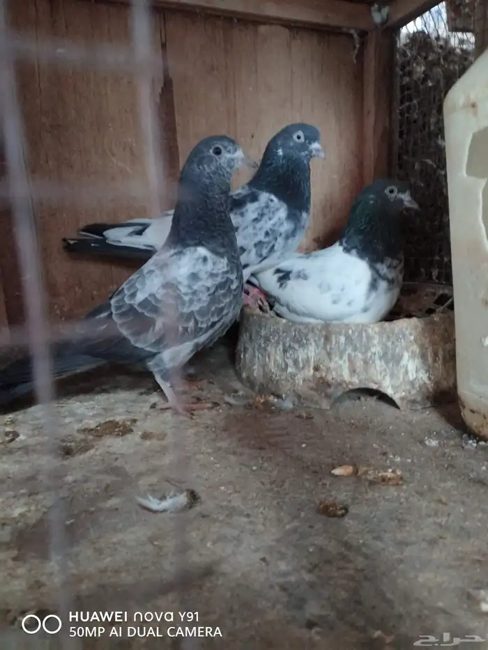 للبيع طيور ودجاج من الانتاج اساس خوارج 2