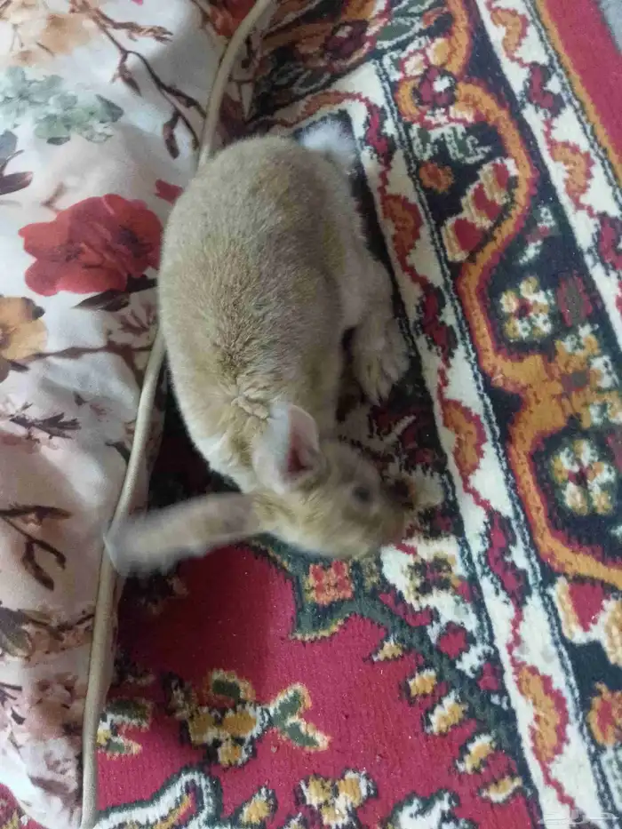 ارنب انثى للبيع 4