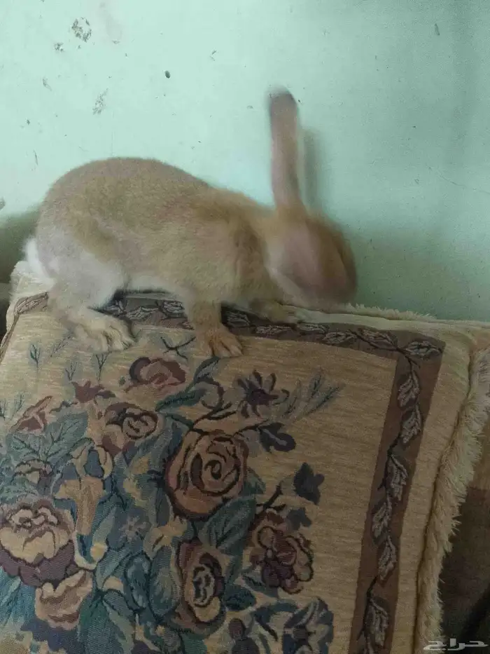ارنب انثى للبيع 3