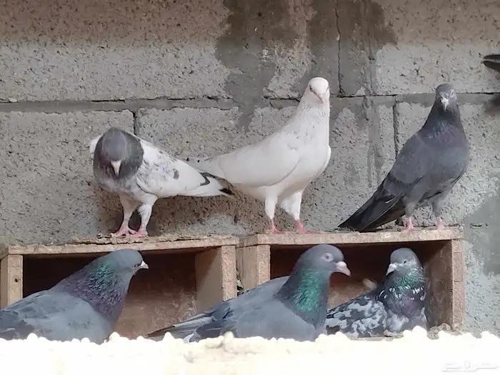 للبيع طيور ودجاج من الانتاج اساس خوارج 3