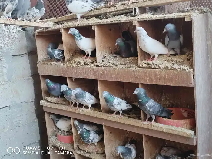 للبيع طيور ودجاج من الانتاج اساس خوارج 5