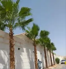 نخل واشنطن 2