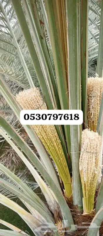 تكريب وتنظيف وشذاب وتنظيف نخل العربي ول واشنطونيا وتغيير 1