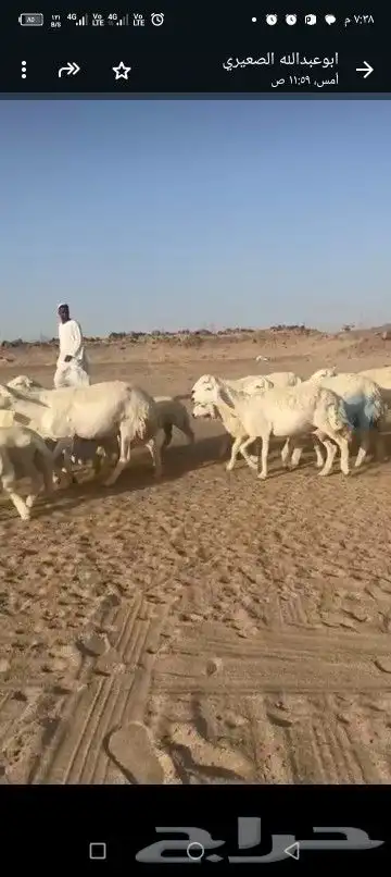 حريات خلفات طيبه 0