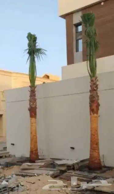 نخل واشنطن 1