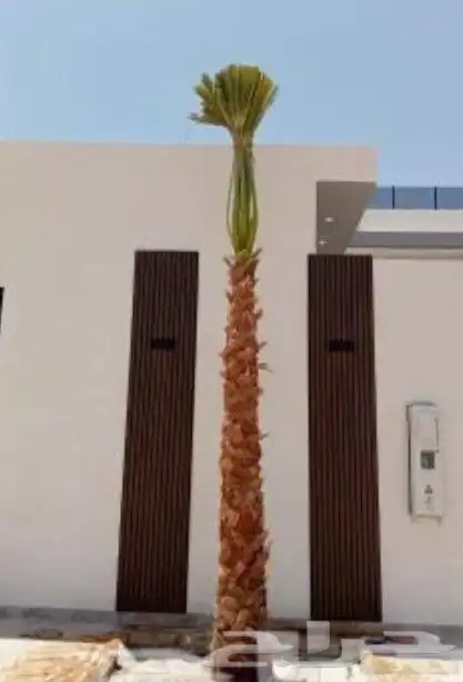 نخل واشنطن 10