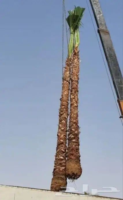 نخل واشنطن 5