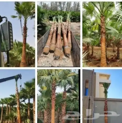 نخل واشنطن 7