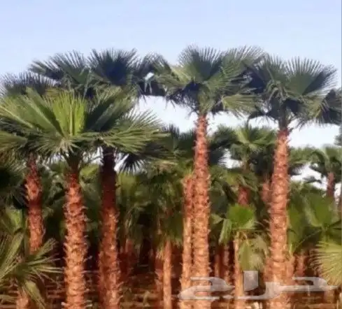 نخل واشنطن 0