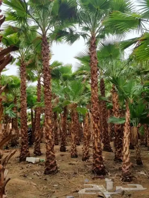 نخل واشنطن 6