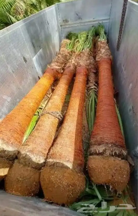 نخل واشنطن 4