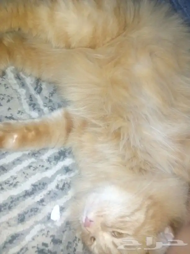 قطه انثى لتزاوج بالرياض حي الخليج تواصل عبر الواتساب 0