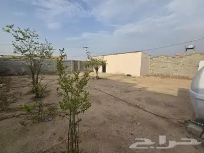 ملكان 6