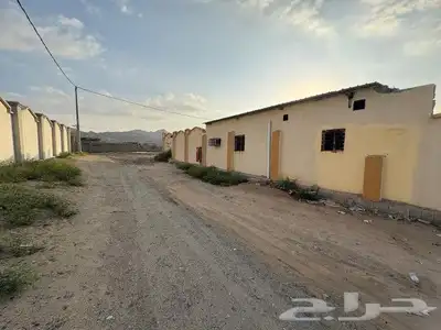 ملكان 12
