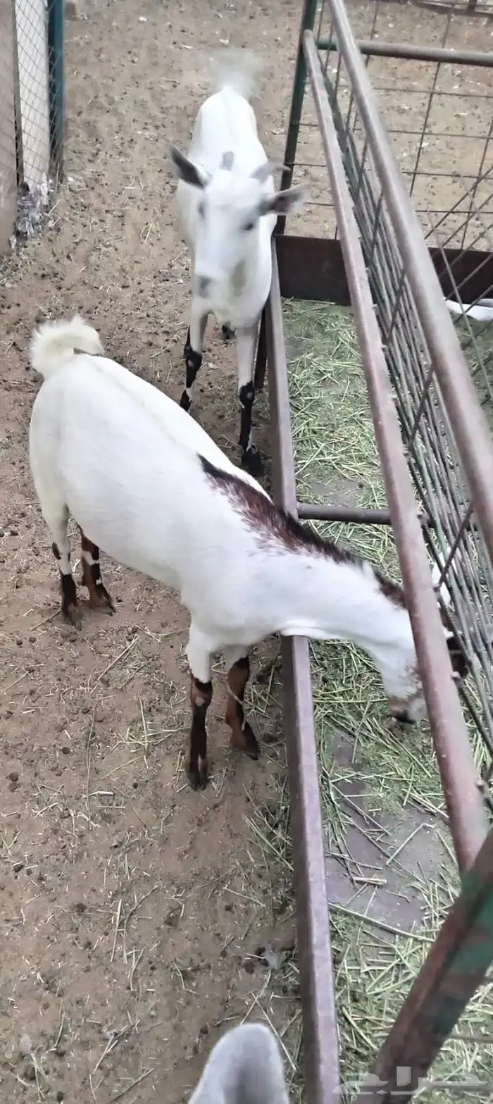 جفره جنوبيه محايلي 2