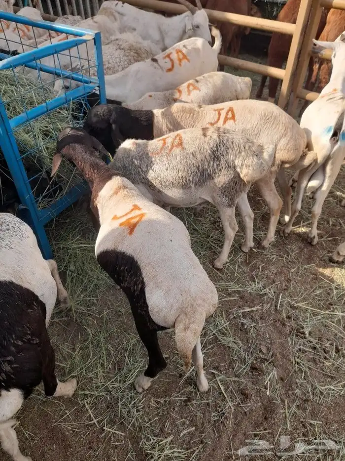 نعيمي سواكن وبربري وتيوس 8
