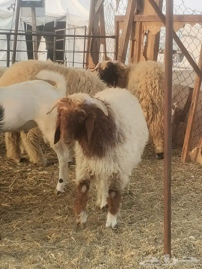 اضاحي 3