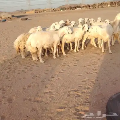 غنم حريات ضان دفييع شرط ومفاصيل ديوسها محاوله بتولد 16راس 8