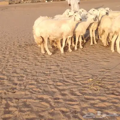 غنم حريات ضان دفييع شرط ومفاصيل ديوسها محاوله بتولد 16راس 7