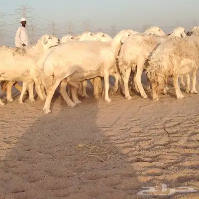 غنم حريات ضان دفييع شرط ومفاصيل ديوسها محاوله بتولد 16راس 6