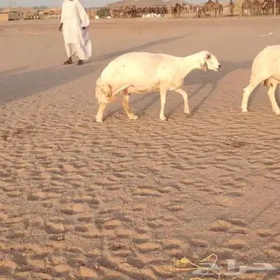 غنم حريات ضان دفييع شرط ومفاصيل ديوسها محاوله بتولد 16راس 9