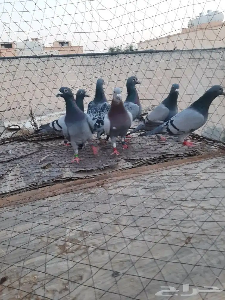 حمام زاجل 0